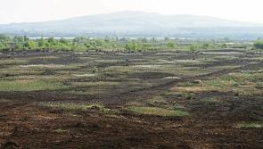 Mushroom jobs shows the difference between Lisheen and Bord na Mona - Jackie Cahill