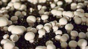 Breaking: Sixty jobs to be created in Lisheen Mine after mushroom company gets the go ahead