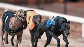 Tipperary trainer sees hound win heat of the 2024 Dublin Cup