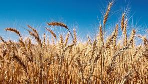 Tipperary farming: call to convene Tillage Forum to deal with crop crisis