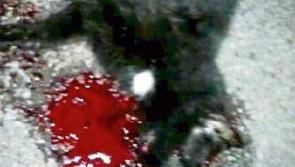 Clonmel  Gardai probe horror Halloween cat cruelty claims 