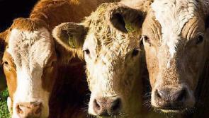 Farm groups warn beef threatened by 'unfair' trade deals