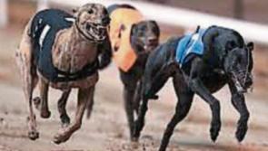 Valuable greyhound stolen from kennels in Golden