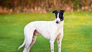 Four arrested as stolen Tipperary greyhound is recovered safe and well