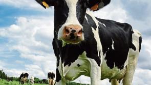 Farm groups point to continued milk rise increasing confidence