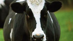 Irish dairy farmers taking unjustified hit on milk prices according to the ICMSA