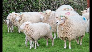 Tipperary gardaí seize a number of dogs suspected of worrying sheep near Roscrea
