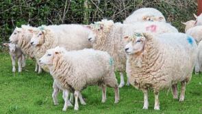 Sheep farmers encouraged to apply for new scheme