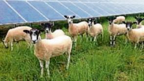 Carrick-on-Suir solar farm planning decision due in early February