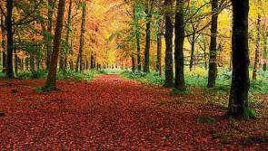 Tipperary receives almost €80,000 in funding to maintain forest walks and amenities