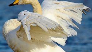'Bird flu' found near Borrisokane, Co. Tipperary