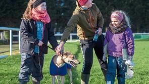 Bumper crowds flock to Clonmel for annual coursing meeting