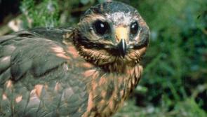 Mid-Tipp upland farmers may get relief under CAP development amendments