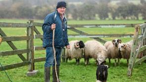 Ireland Sheep Dog Trials Finals come to Clonmel