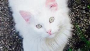 Tipperary cat reunited with her family after eight months missing