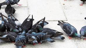 Twenty pigeons shot and dumped in Tipperary River