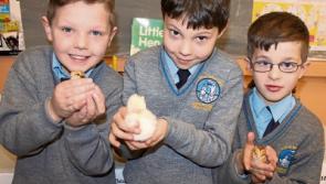 Special School hatching for Chicks