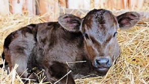 Calf export move welcomed as charges decrease