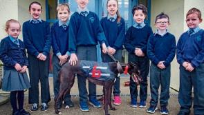 Go to the 'Dogs' for Annacarty NS