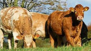 ICSA meets Turkish ambassador on cattle shipments