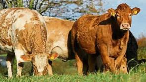 IFA meets EU officials on need for Brazilian beef ban