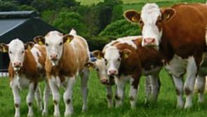 ICSA emphasises need for 'tough response' to Brazilian meat scandal