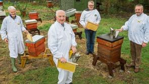 Group wants to create buzz around honey bees and beekeeping