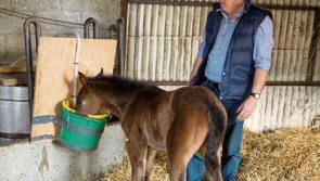 Gilly "thriving" after helping hand from Ballysloe horse breeder