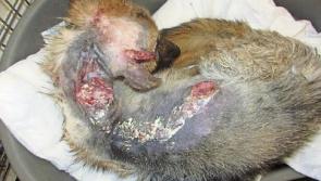 Appeal for info on savagely attacked dog left for dead near Cashel