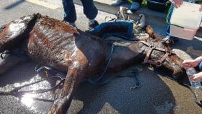 Happy ending for pony abused in Cashel