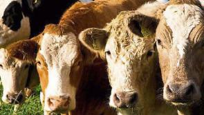 Tipperary cattle deaths: scare as two cows die in Silvermines from lead poisoning