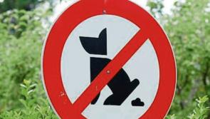 Dog fouling  in Thurles needs to stop - Cllr  Jim Ryan