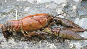Tipperary river battling outbreak of Crayfish Plague 