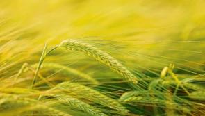 Tipperary tillage scheme funded under EIP project