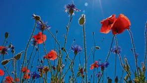 As hot as the Mediterranean - Tipperary set to bask in the sun!