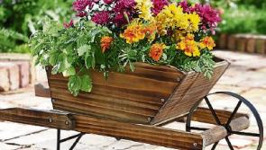 Borrisoleigh set to wheel out the fun for inaugural wheelbarrow extravaganza
