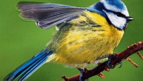 Award winning Tipperary photographer holds exhibition in Templemore
