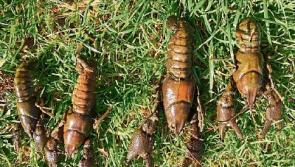 Agencies battle to prevent Crayfish Plague from spreading further upstream