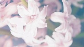 Tragic Tipperary infant Baby Chloe Fogarty will be laid to rest next week