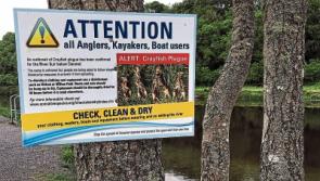 Emergency measures recommended following Crayfish plague outbreak on Suir