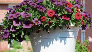 Templemore Tidy Towns needs your help