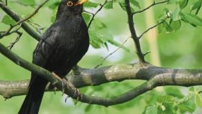 Dawn Chorus in Templemore Town Park