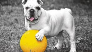 Clonmel pet owners in for a treat at Maxi Zoo Family Fun Day