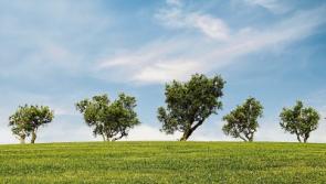 Call to replace unsafe trees cut down in Carrick on Suir