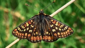 Rare butterfly returns to bogs in Co. Tipperary 