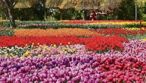 Buds and Blossoms Garden Festival