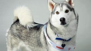 Could a Tipperary pup be Nose of Tralee 2017?