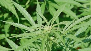 Cannabis plants worth &euro;40,000 found in raid on Tipperary house
