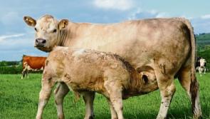 Tipperary farmers warned to stay on their toes to monitor lameness