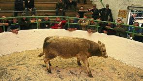 Herdwatch survey shows 78% of farmers are dependent on marts to sell cattle